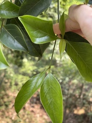 Cornus hongkongensis