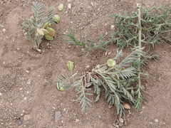 Astragalus wootonii