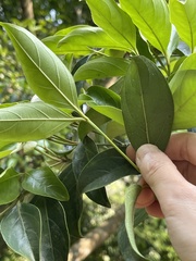 Cornus hongkongensis