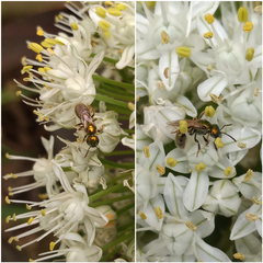 Augochlora iphigenia