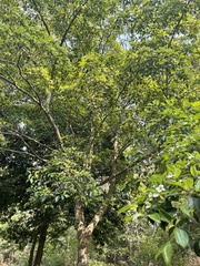 Cornus hongkongensis