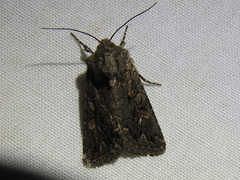 Ulolonche orbiculata