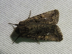 Ulolonche orbiculata