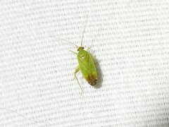 Phytocoris vanduzeei