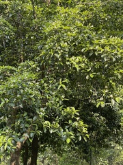 Cornus hongkongensis