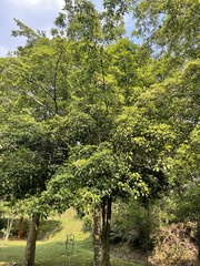 Cornus hongkongensis