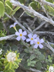 Chaenostoma hispidum