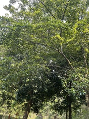 Cornus hongkongensis