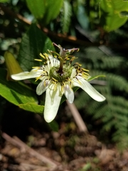 Passiflora cuspidifolia