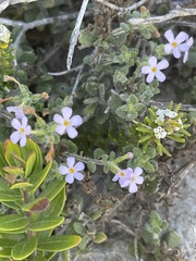Chaenostoma hispidum