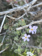Chaenostoma hispidum