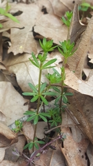 Galium concinnum