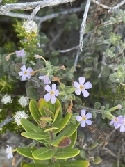 Chaenostoma hispidum