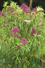 Fuchsia paniculata