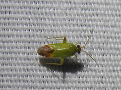 Phytocoris vanduzeei