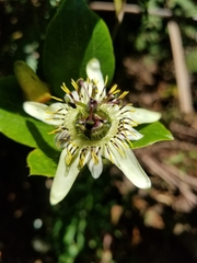 Passiflora cuspidifolia