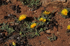 Pronolagus rupestris