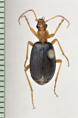 Brachinus fumans