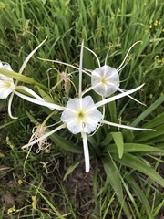 Hymenocallis liriosme