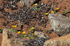 Pronolagus rupestris