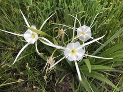 Hymenocallis liriosme