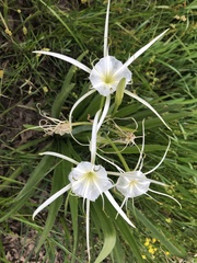 Hymenocallis liriosme