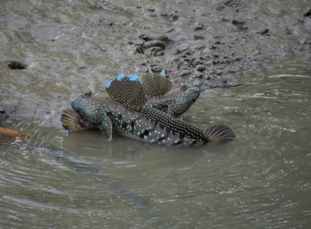 Boddart's Goggle-eyed Goby (Boleophthalmus boddarti)