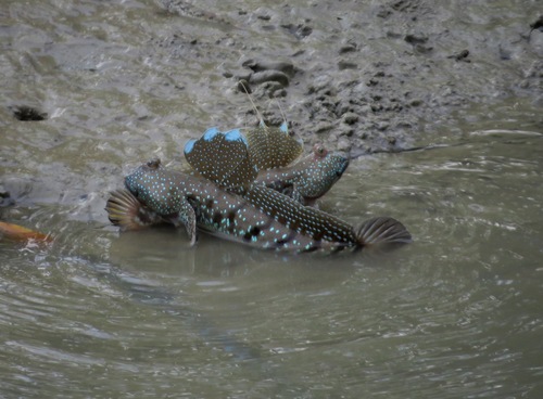 Boleophthalmus boddarti