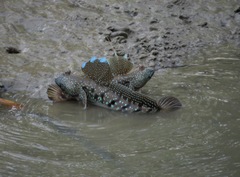 Boleophthalmus boddarti