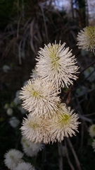 Fothergilla gardenii
