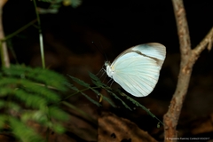 Itaballia demophile centralis