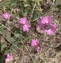 Sidalcea virgata