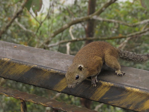 Borneo Black-banded Squirrel
