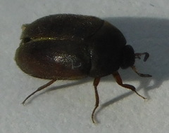 Attagenus