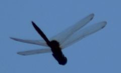 Tauriphila australis