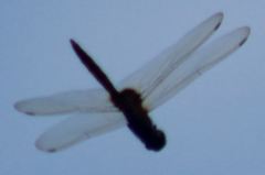 Tauriphila australis