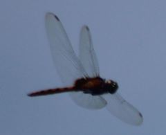 Tauriphila australis