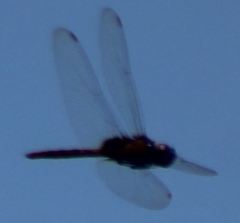 Tauriphila australis