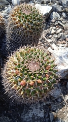 Mammillaria karwinskiana