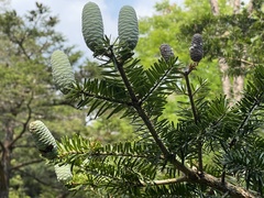Fortune's keteleeria (Keteleeria fortunei)