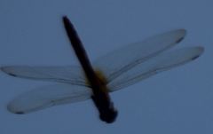 Tauriphila australis