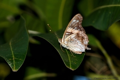 Asterocampa idyja argus