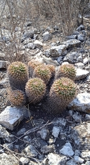 Mammillaria karwinskiana