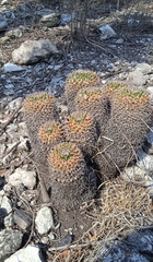 Mammillaria karwinskiana