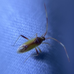 Creontiades rubrinervis