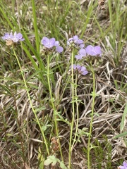Phacelia glabra