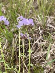 Phacelia glabra