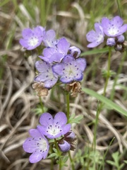 Phacelia glabra