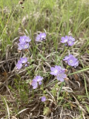 Phacelia glabra
