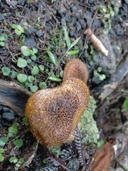 Tricholomopsis scabra